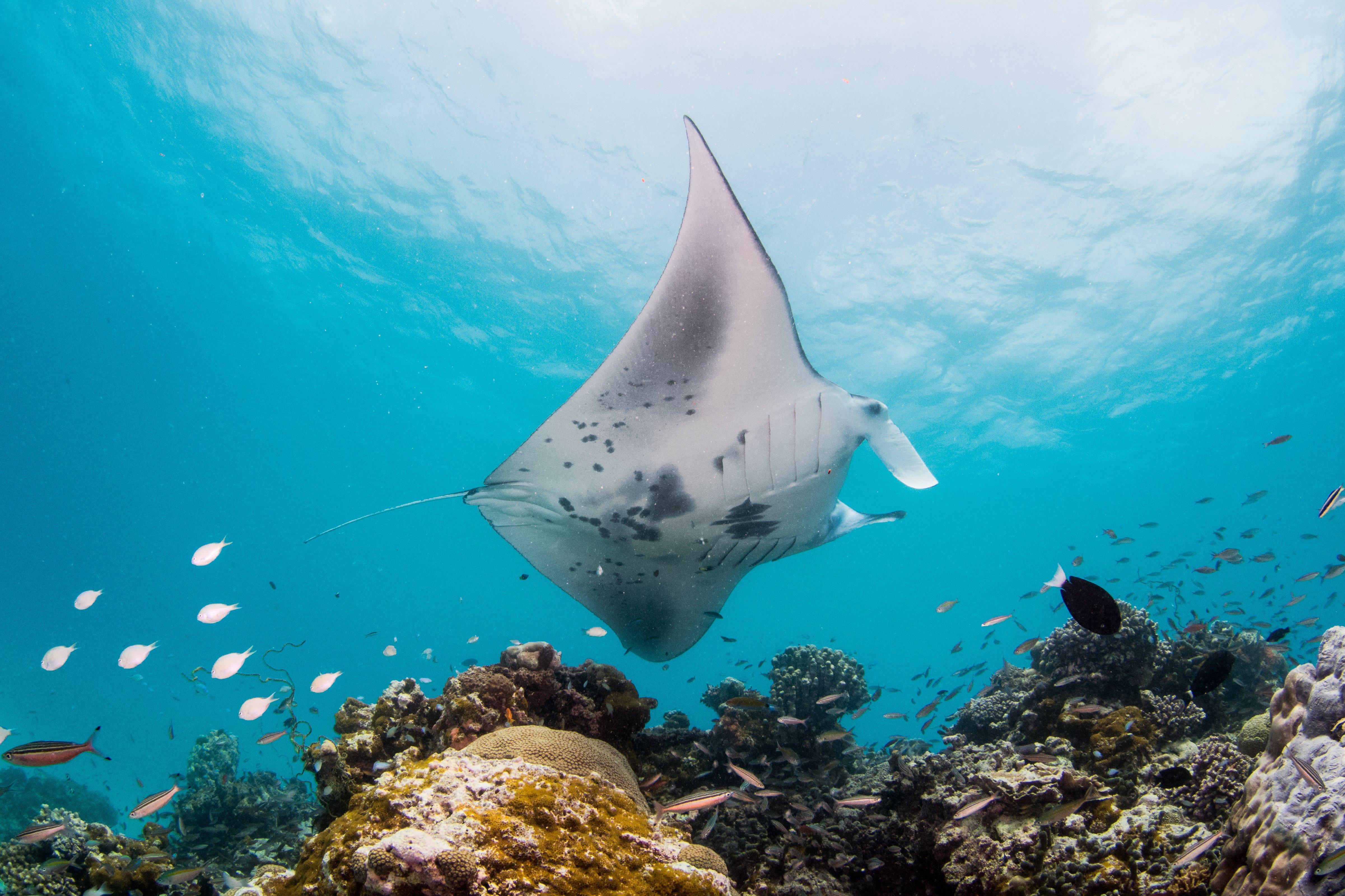 Intercontinental Maldives Maamunagau Resort With Club Benefits By Ihg Меедхоо Экстерьер фото